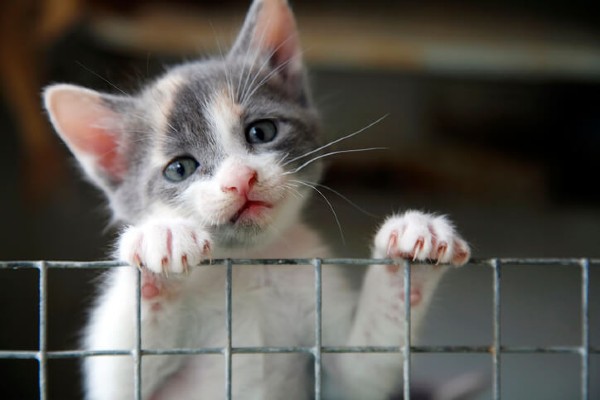 Maus-tratos a animais em plataformas digitais acendem alerta para famílias